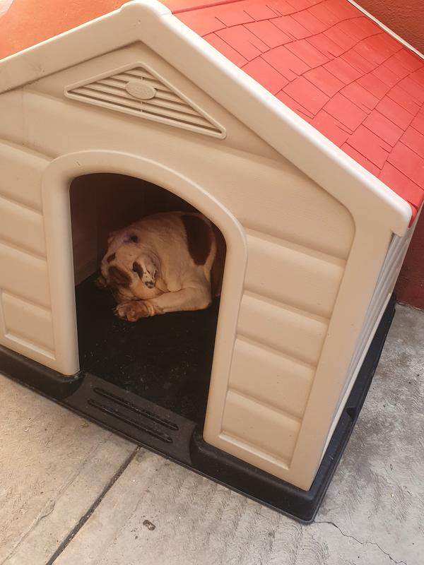 Cómo adaptar espacios para perros en casa? – The Home Depot Blog