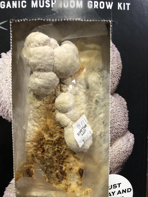 NORTH SPORE Organic Lion's Mane Mushroom Spray and Grow KIT