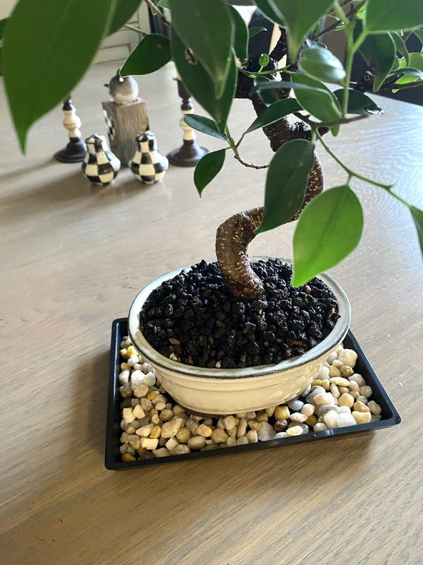 buy philodendron nz Potted Grand Philodendron main image 1
