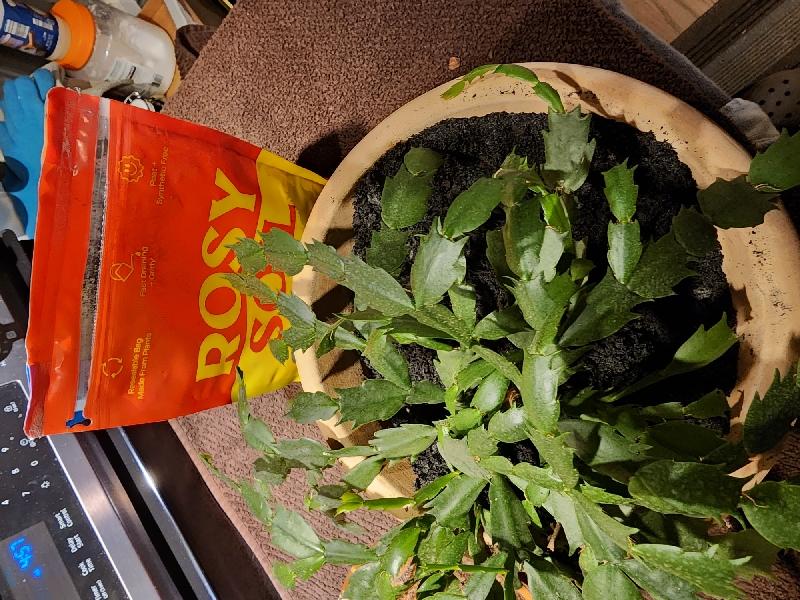 ROSY SOIL Organic 4 qt. Living Soil Succulent Potting Mix for Desert Plants  and Terrariums (1-Pack) CS4 - The Home Depot