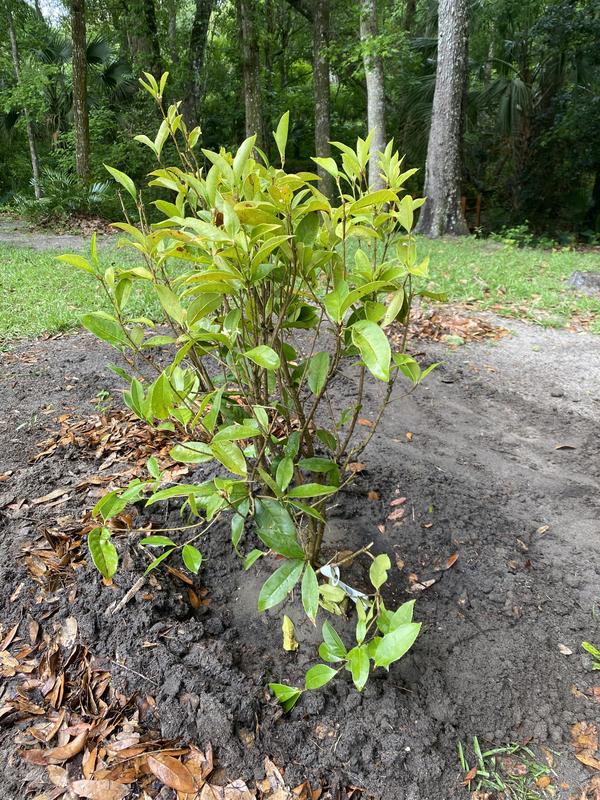 Reviews for Brighter Blooms 3 Gal. Fragrant Tea Olive Shrub | Pg 1