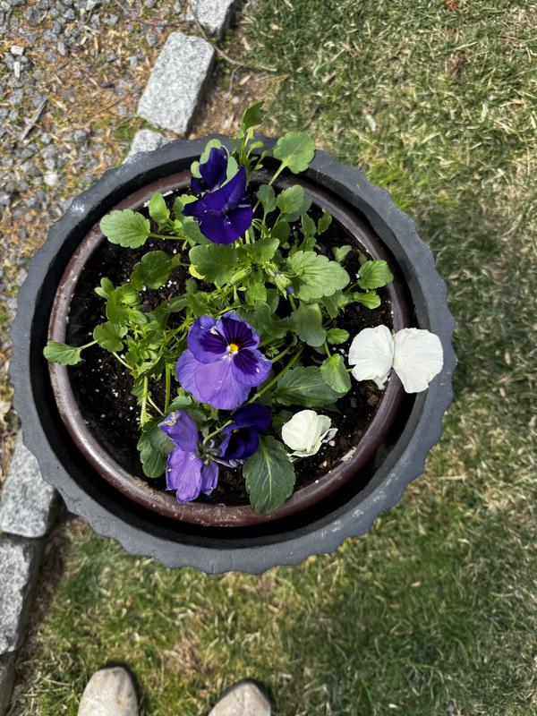 Morrava 14 in. Large Charcoal Black Concrete Round Planter/Pot