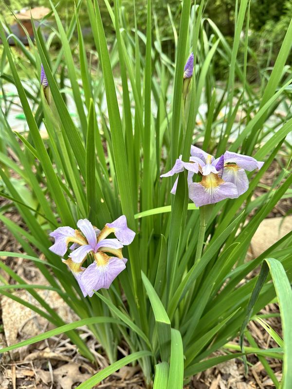 VAN ZYVERDEN Iris Black Chrysographes (Set of 3 Bulbs) 83656