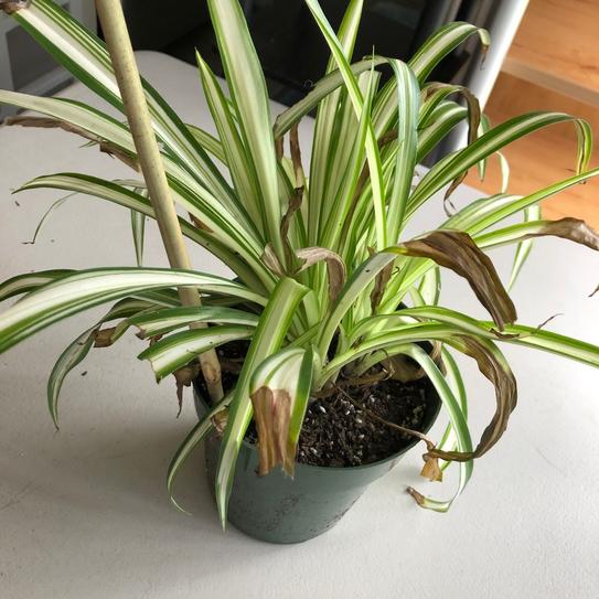 Reviews for Spider Plant 6 in. Pot (2-Pack) | Pg 1 - The Home Depot