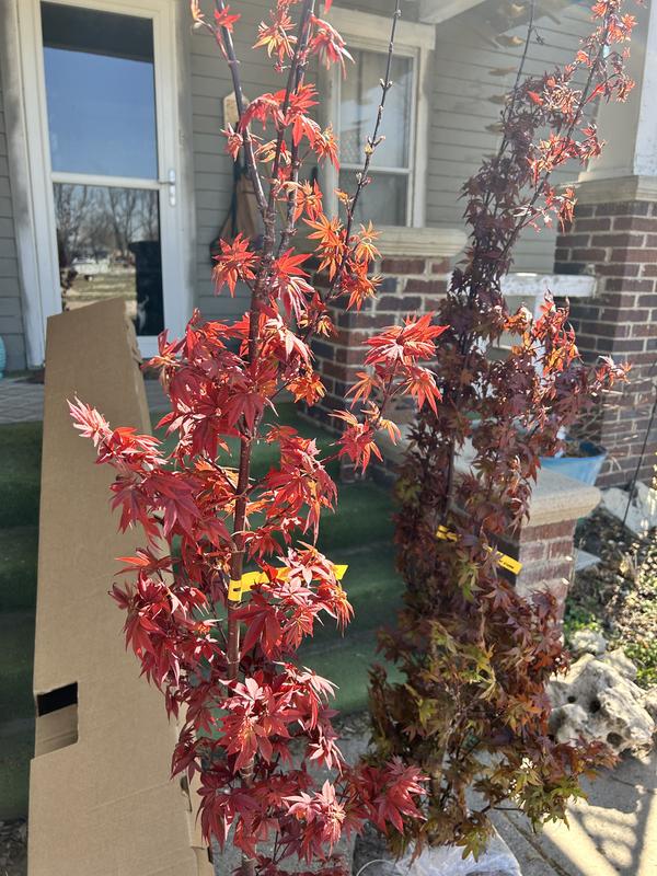 Reviews for 5 gal. Twombly's Red Sentinel Columnar Japanese Red