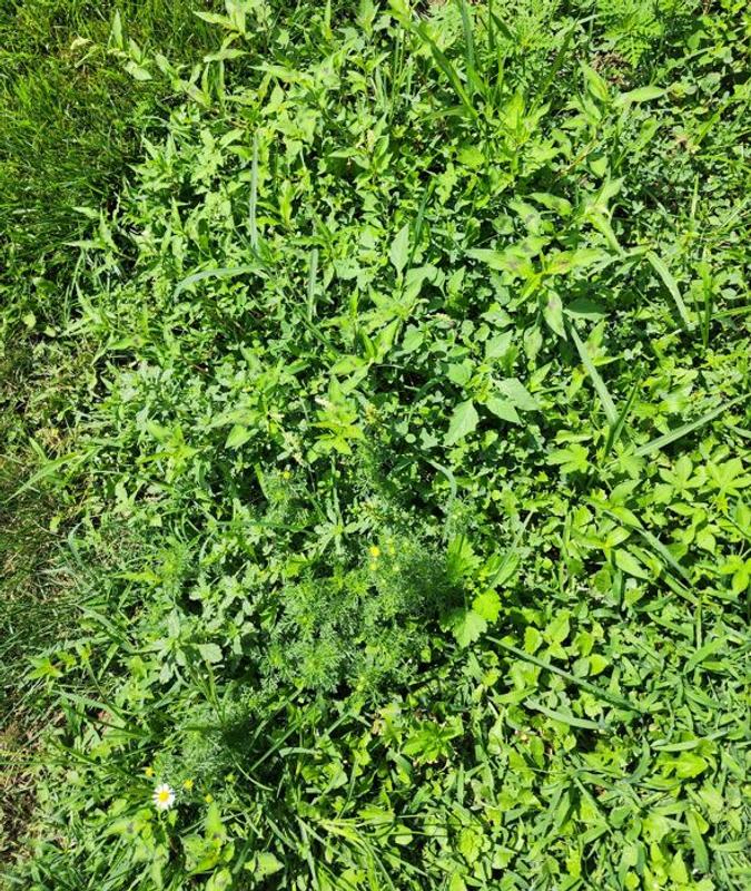 Have a question about Scotts Turf Builder 2 lbs. Clover for a
