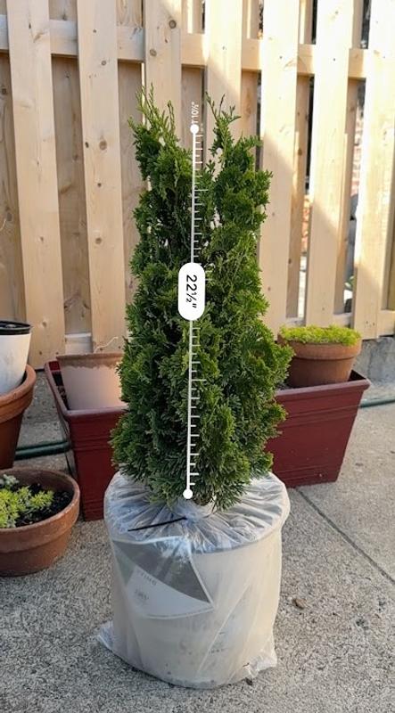 PROVEN WINNERS 2 Gal. Arborvitae Sting Evergreen Shrub 17540 - The