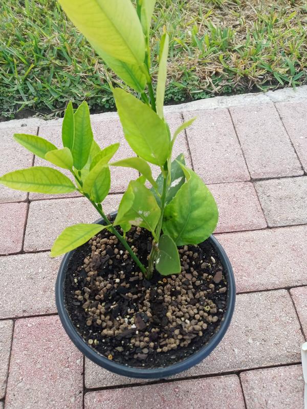 Vigoro 6 lb. Organic Citrus Dry Plant Food Fertilizer 5-3-4 (6