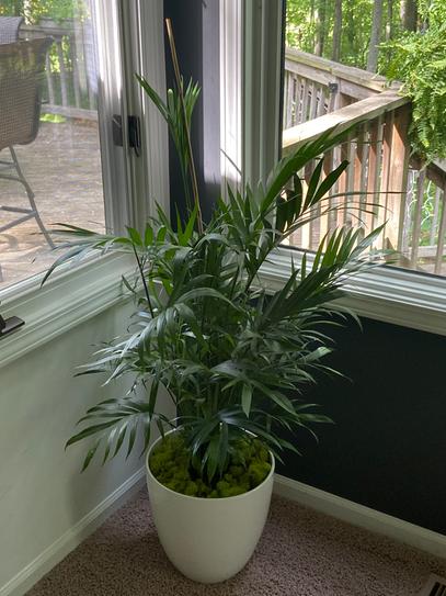 house plants for fish tanks Neon' Pothos Rooted Stems or Pots  Glass Grown Aquatics