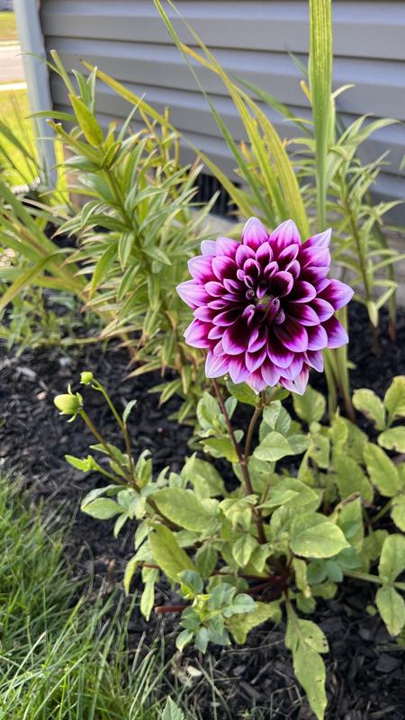 Ｄahlia☆ VAN ZYVERDEN Dahlia Decorative Mixed Bulbs (14-Pack) 112182