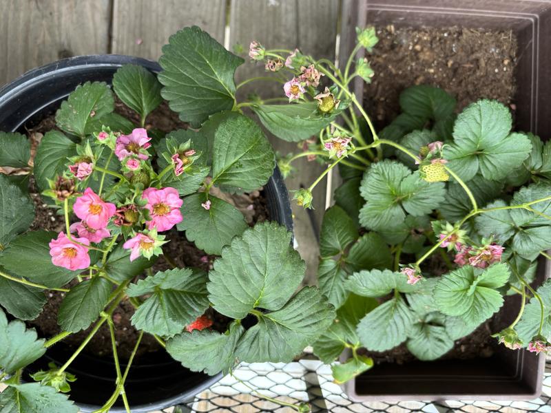 Reviews for Bonnie Plants 25 oz. Berri Basket Pink Strawberry Live