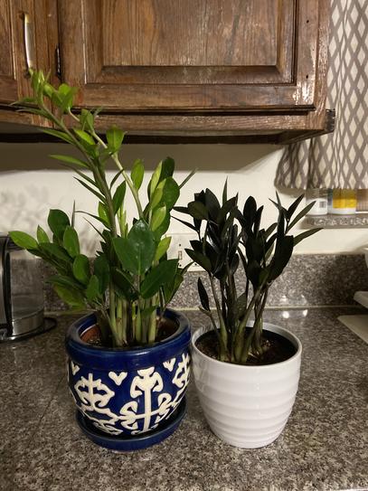 lucky bamboo potted plants 6 Kinds Lucky Bamboo Choose Potted Bonsai – Fairy Plants main image 1