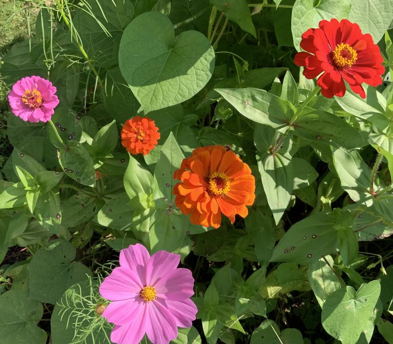 Reviews for EARTH SCIENCE 2 lbs. Zinnia All-In-One Wild Flower Mix