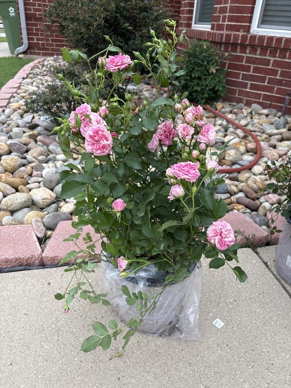 Drift 2 Gal. Peach Drift Rose Bush with Pink-Orange Flowers 19502