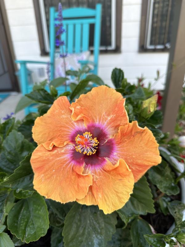 PROVEN WINNERS 1 Gal. Hollywood Disco Diva Orange and Fuchsia