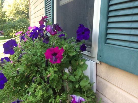 New Age Pet 7.5 in. x 30.3 in. Beige Composite Window Box EPWB103-R30 ...