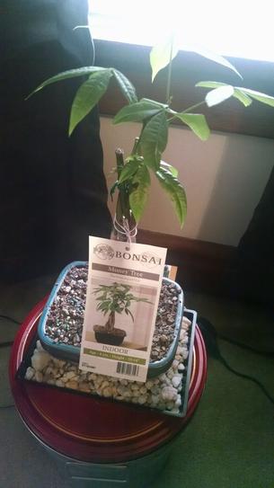 Brussel S Bonsai Braided Money Tree Indoor Dt 1024mt The Home Depot - 
