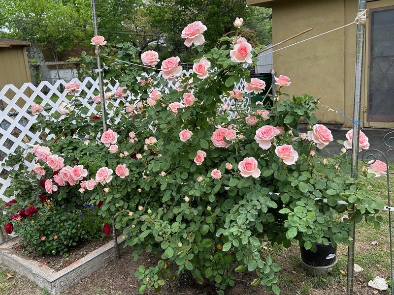 Reviews for Gardens Alive! Pearly Gates Climbing Rose, Live