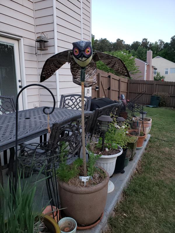 Buy Prowler Owl with Flapping Wings Owl Decoy Scarecrow Bird Repellent