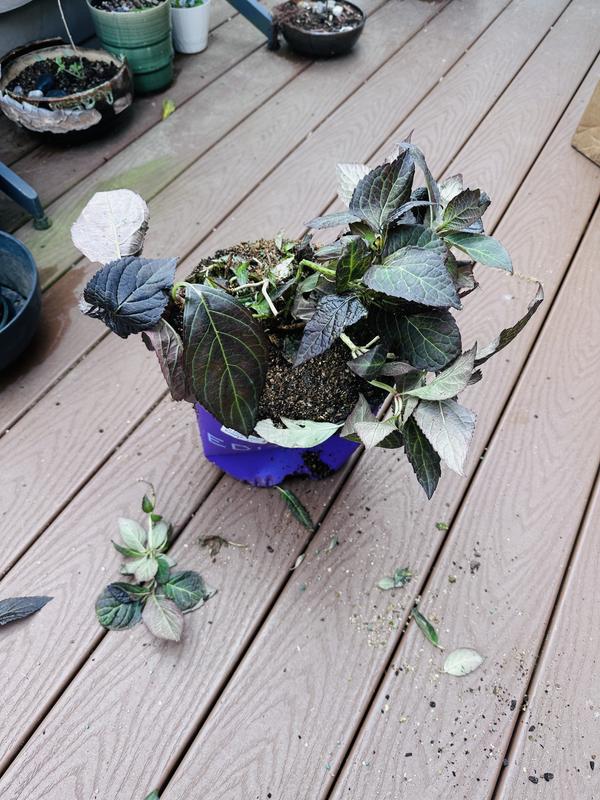 FIRST EDITIONS 2 Gal. Eclipse Bigleaf Hydrangea Shrub with Dark