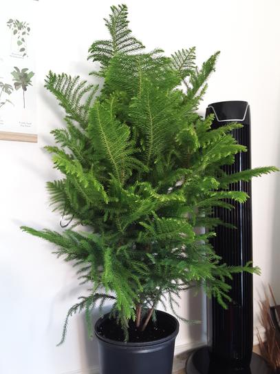 United Nursery Norfolk Island Pine In 9 25 In Grower Pot The Home Depot