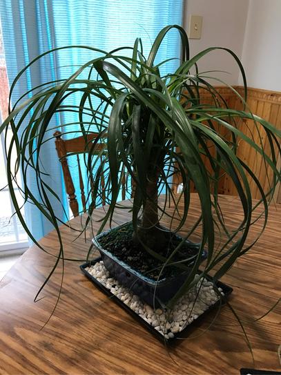 Brussels Bonsai Live Ponytail Palm Indoor Bonsai Tree 6 Years | Uruguay