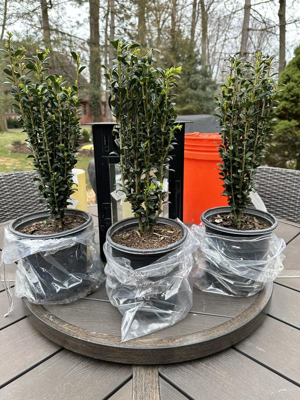 hollyholly FLOWERWOOD 2.5 Qt. Sky Pencil Japanese Holly(Ilex), Live
