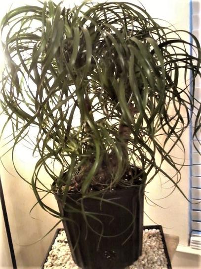 Have a question about United Nursery Ponytail Palm Beaucarnea recurvata  Live Houseplant in 9.25 inch Grower Pot? - Pg 1 - The Home Depot