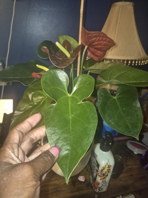PPC INTERNATIONAL LLC Purple (Anthurium) Plant in 4 in. Grower Pot