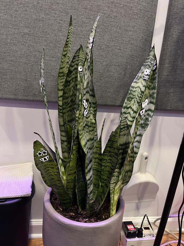 United Nursery Live Snake Plant Sansievieria Zeylanica in 9.25