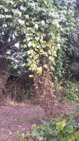 fiddle leaf fig ficus lyrata plant Ficus Lyrata 'Fiddle Leaf Fig' | Indoor Plant | Tropical Plant | Potted  Plant
