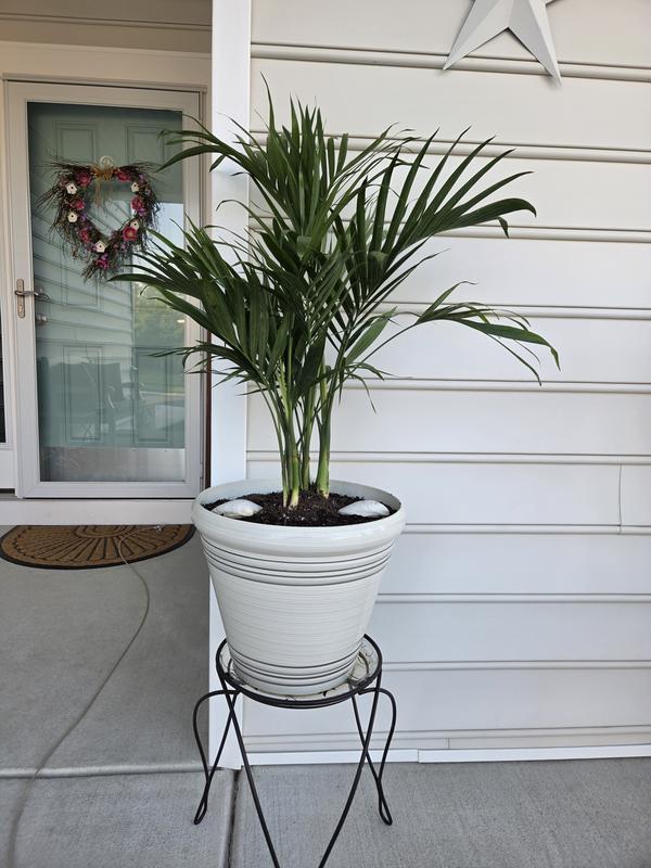 United Nursery Live Broadleaf Lady Palm Rhapis Excelsa in 10 in