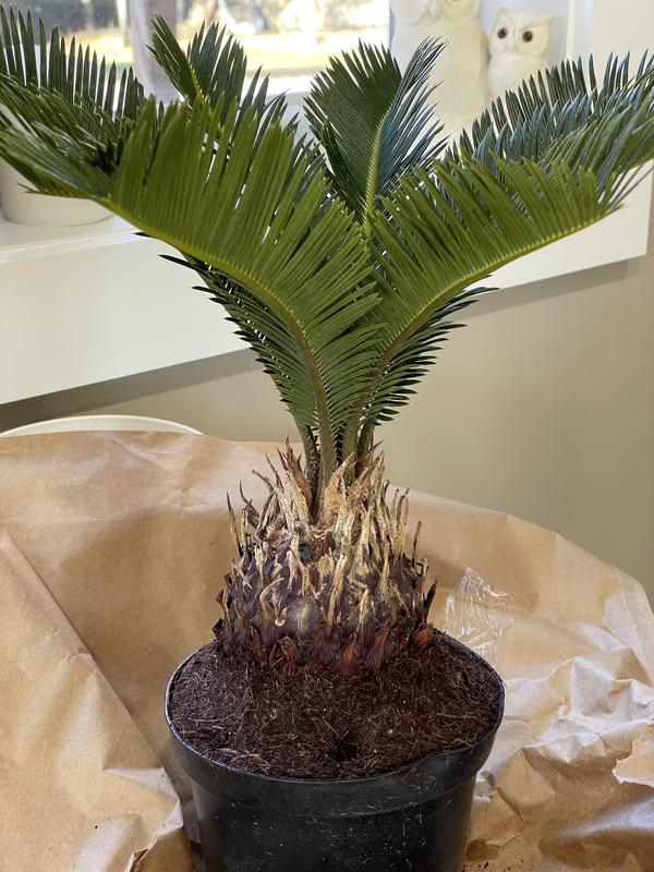 monstera deliciosa plant for sale Monstera Borsigiana Albo Variegated