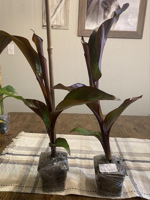 golden pothos vine Golden Pothos Totem | Easy, Beginner-Friendly Houseplants