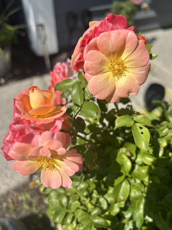 Reviews for Drift 2 Gal. Peach Drift Rose Bush with Pink-Orange