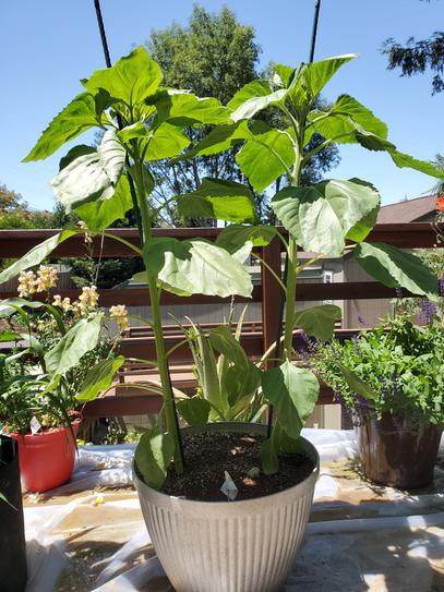 Have a question about Miracle-Gro Quick Start Planting and