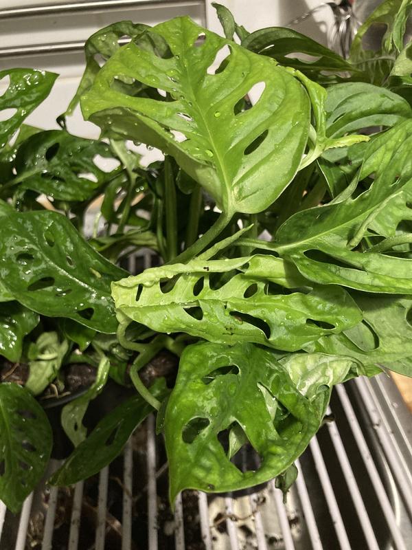 philodendron pink princess wenig pink Philodendron 'Pink Princess' - 5"