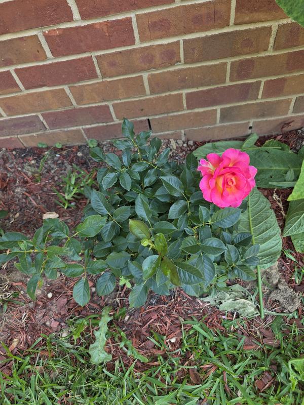 Vigoro 2 Gal. Legend Of Rossi Rose with Hot Pink Flowers 17551