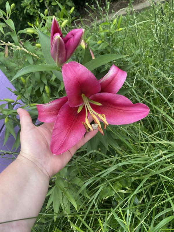 Lily❤️ VAN ZYVERDEN Mammoth Tall White Lily Pretty Woman Bulbs (7