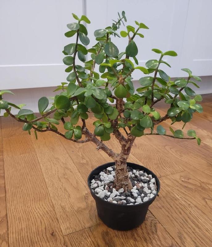 indoor plant potting soil Rosy Soil Houseplant Potting Soil