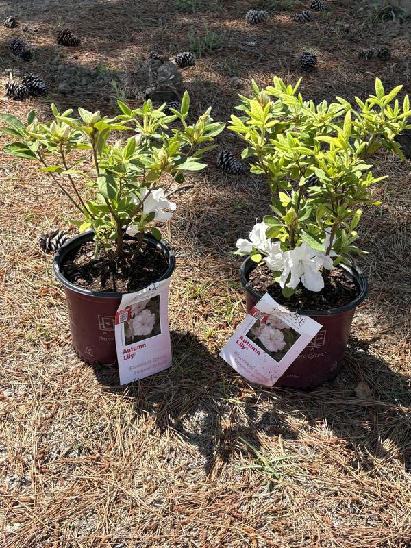 ENCORE AZALEA 5 Gal. Autumn Lily Azalea Shrub with White Flowers