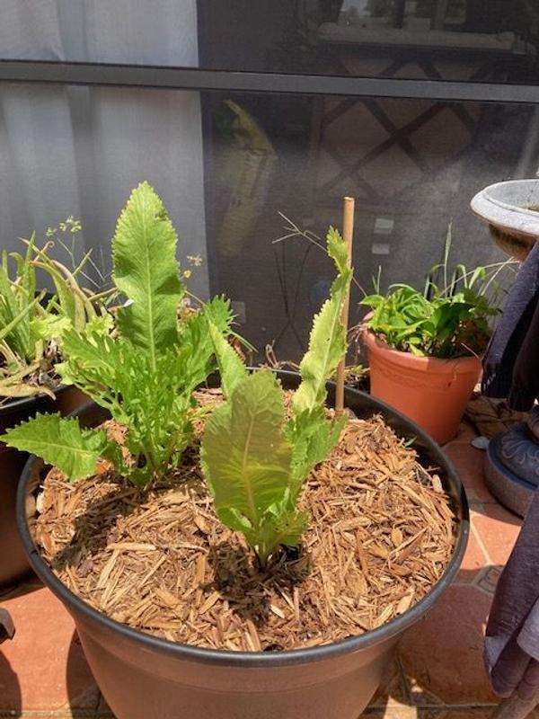 Have a question about Daylily Nursery Quart Pot Horseradish Plant? - Pg 1 -  The Home Depot