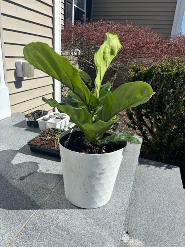 plant food for fiddle leaf fig Professional Liquid Fiddle Leaf Fig Plant Fertilizer – Leaves and Soul