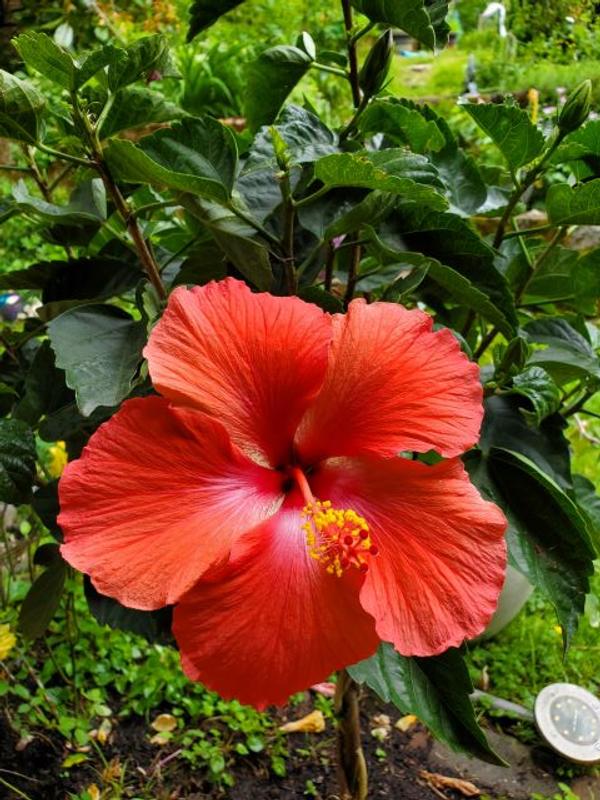 Have a question about national PLANT NETWORK 2 Gal. Triple Twist