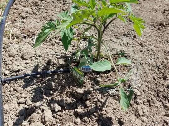 8inch Deep Drip Stake with Tomato Plant