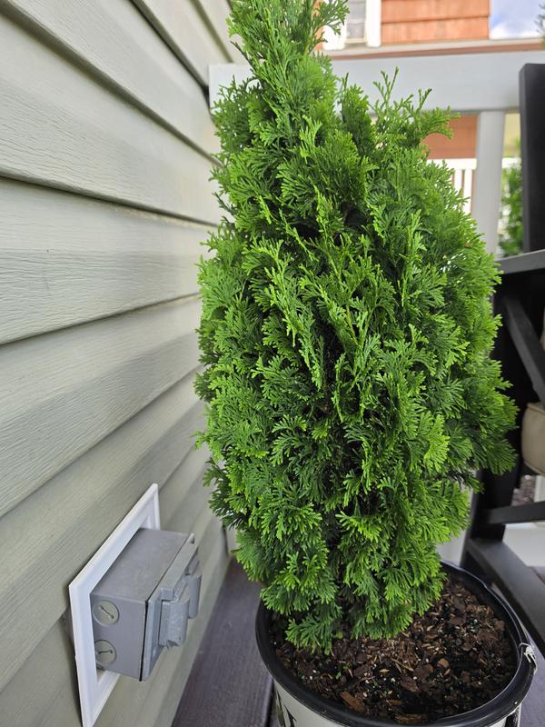 PROVEN WINNERS 2 Gal. Arborvitae Sting Evergreen Shrub 17540 - The