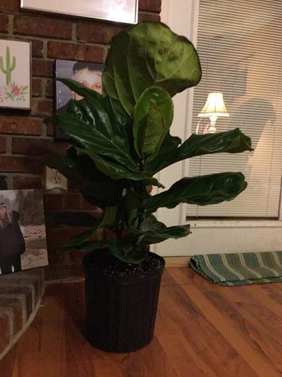 United Nursery Fiddle Leaf Fig Ficus Lyrata Plant Live Plant in 10 inch  White Decor Pot 74516 - The Home Depot