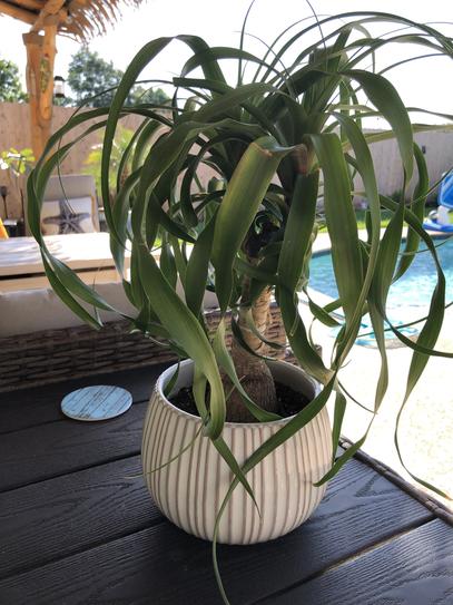 Costa Farms Ponytail Indoor Palm in 6 in. Grower Pot, Avg. Shipping Height  1-2 ft. Tall M-PTP-G-POT-01 - The Home Depot