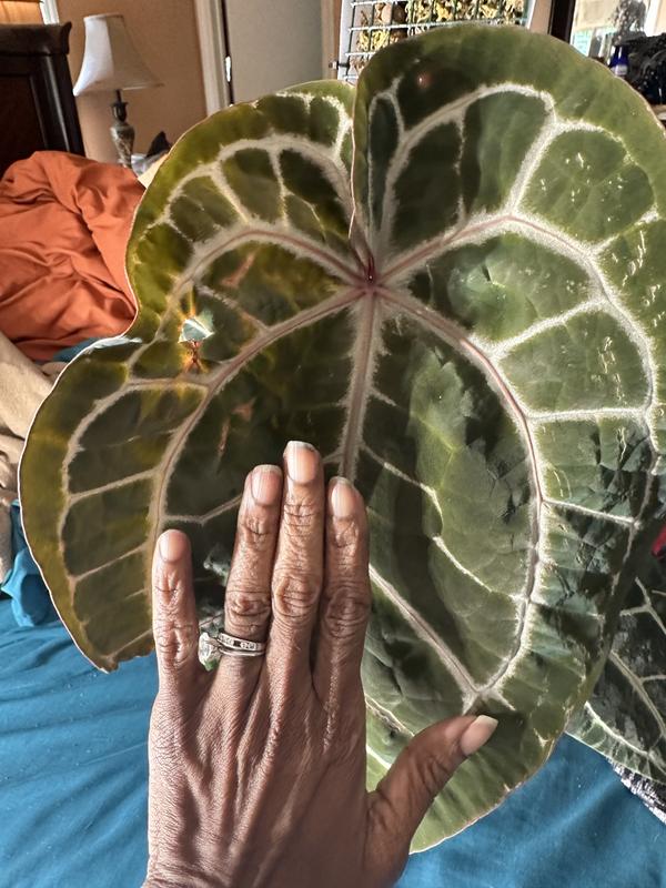 LEAFJOY Anthurium Doc Block Michelle Indoor Plant in 5 in. Ceramic