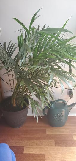 United Nursery Areca Palm Live Dypsis lutescens Indoor Outdoor Plant in 10  inch Premium Sustainable Ecopots Dark Grey Pot APALM10DG - The Home Depot